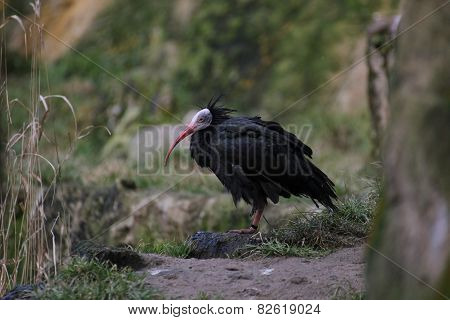 Northern Bald Ibis