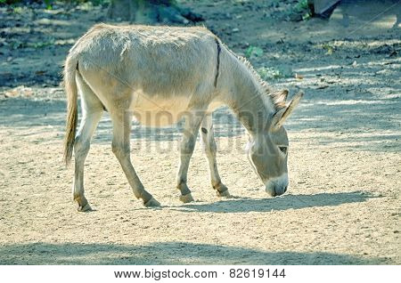 African wild ass eating, Equus africanus.