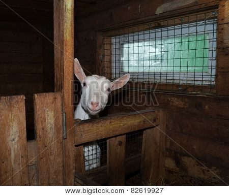 Saanen White Goat In Barn