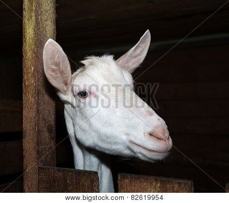 Saanen White Goat In Barn