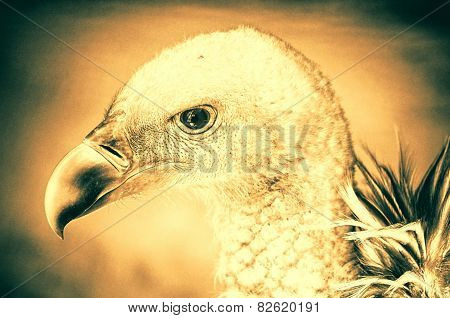 Portrait of a child bald eagle