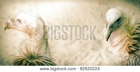 Portrait of a child bald eagle