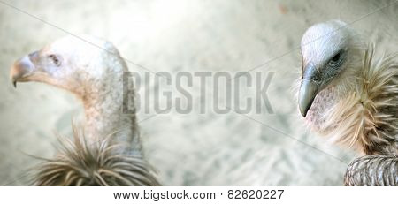 Portrait of a child bald eagle