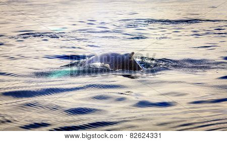 Humpback whale in the Skjalfandi Bay in Northern Iceland