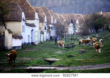 Cows In A Village