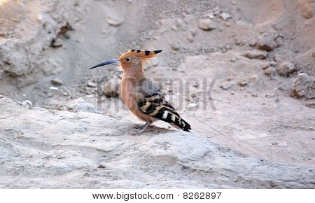 Hoopoe Bird