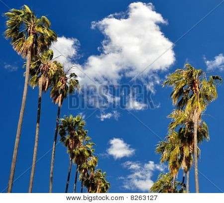 ฝ่าพาซาดีนาจาก 339