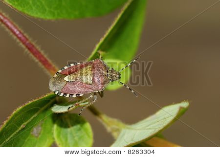 Bug de abrunho, Dolycoris Baccarum
