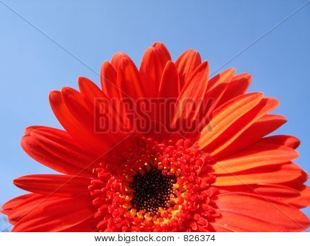 ดอกสีแดงดอกใหญ่ในพื้นหลังยอี้