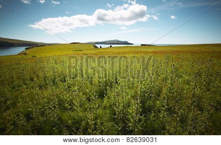 Scottish Coastline Landscape In Shetland Islands. Scotland. Uk