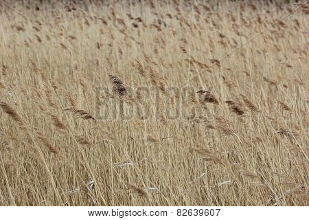Reed