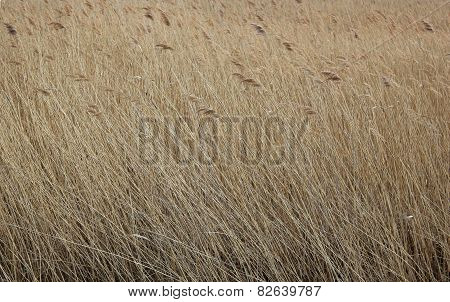 Reed