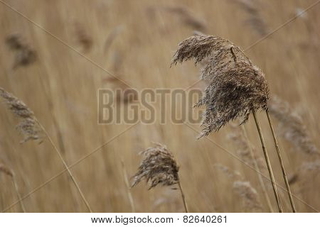 Reed