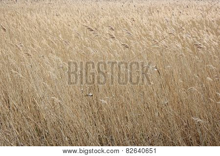 Reed