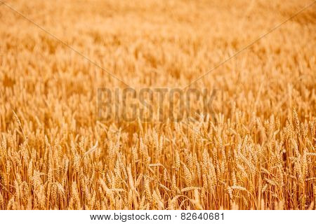 Yellow wheat ears