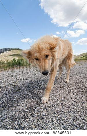 Greek Herding Dog