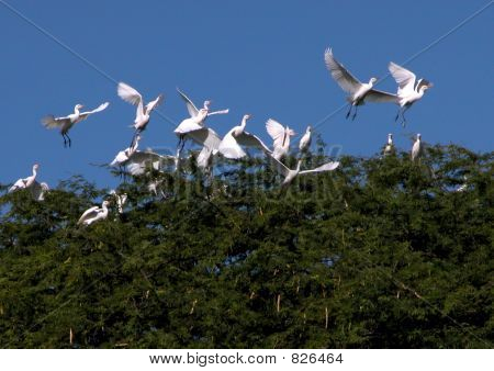 Aigrettes en arbres kiawe