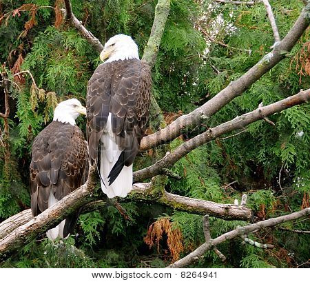 Águila calva americana