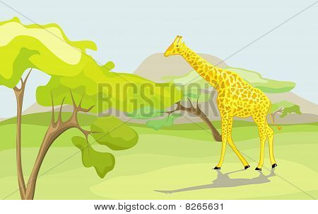 Giraffa nella natura selvaggia