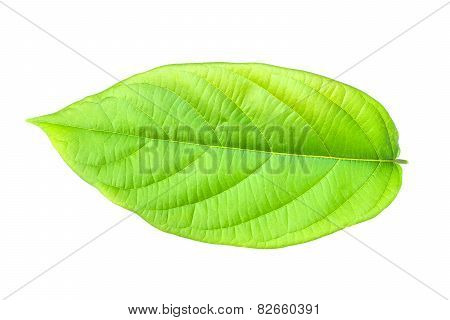 Leaf of plant isolated on white background