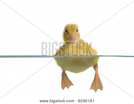 Schwimmen Küchlein Ente