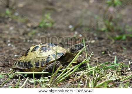 Grassland Tortoise