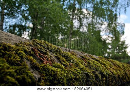 moss on a fence