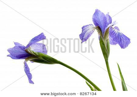 Iris