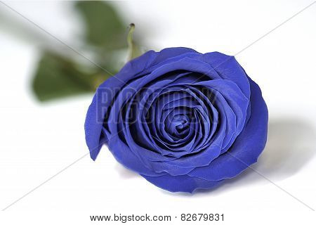 The Blue Rose