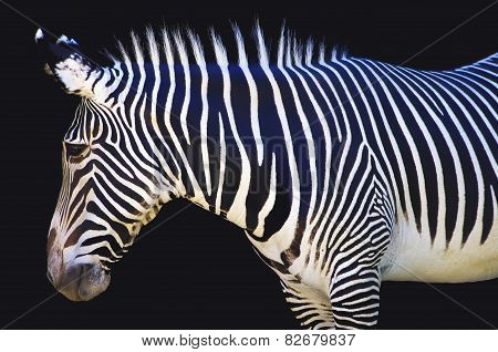 Stripes