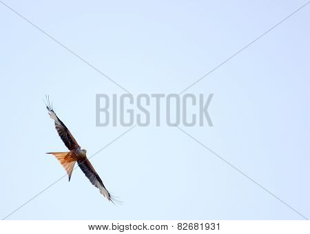 Red Kite