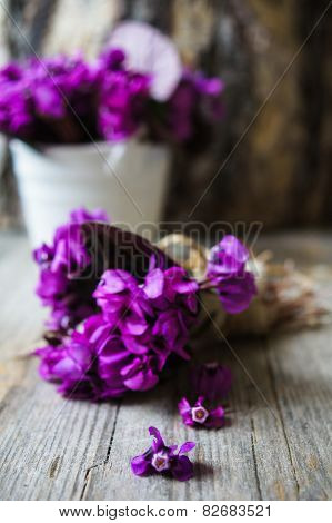 Spring Time