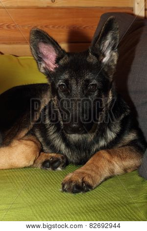 Grown German shepherd puppy
