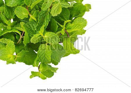 Mint