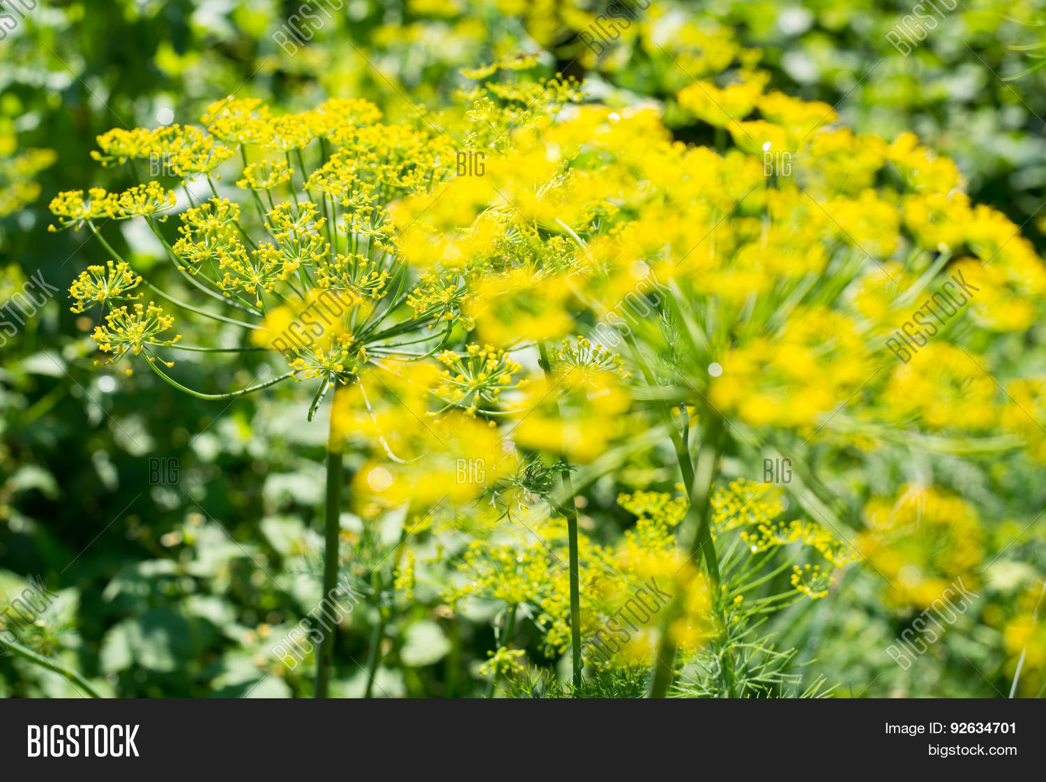 Yellow Dill Flowers Image & Photo (Free Trial) Bigstock