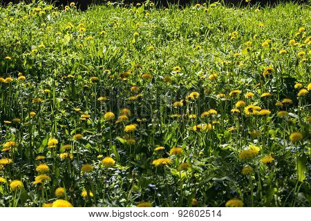 Dandelion Meadow