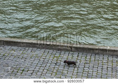 A Dog Walks The Banks Of River Seine, Paris