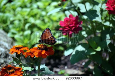 Queen Butterfly