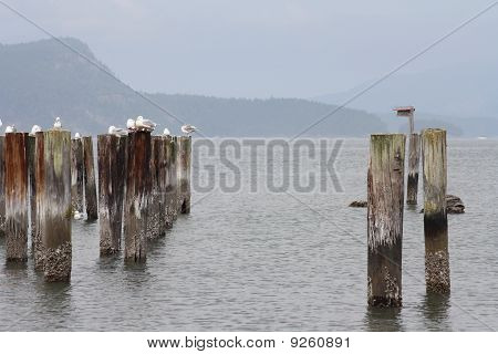 Seagulls on old pier
