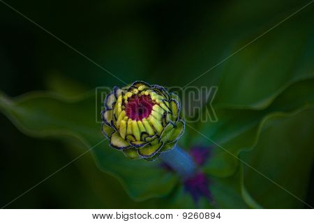 Blossoming Zinnia