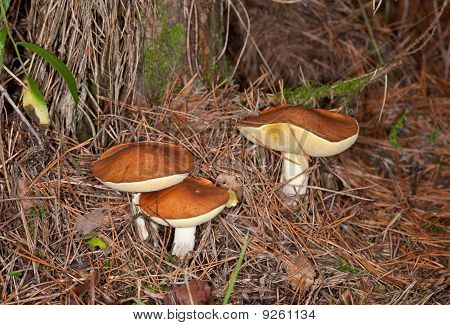Suillus Luteus