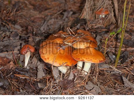 Suillus Luteus