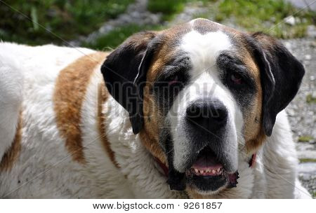 St. Bernard