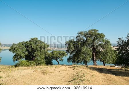 Cork Oakt Trees