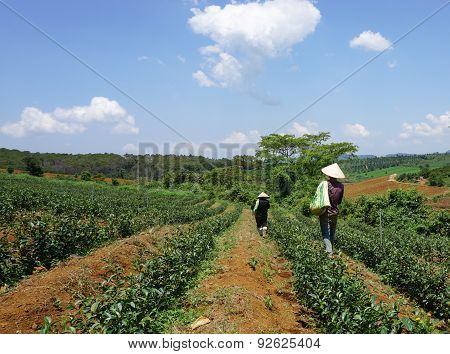 Tea Farm At Bao Loc Highland