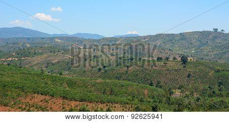 Tea Farm At Bao Loc Highland