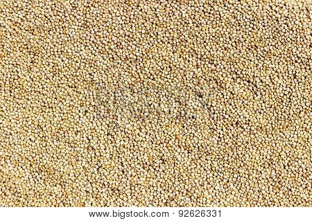 closeup of Sorghum seeds or white millet or whole jowar kernels background