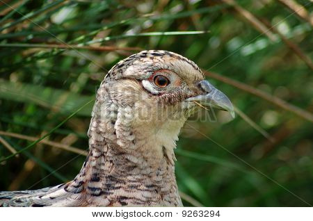 ปิดของไก่ฟ้าสีหญิง