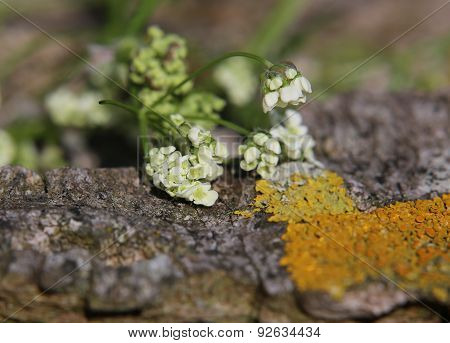 Chervil Blossoms