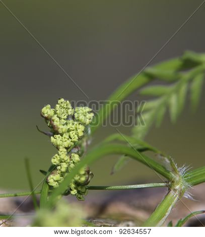 Chervil Blossoms